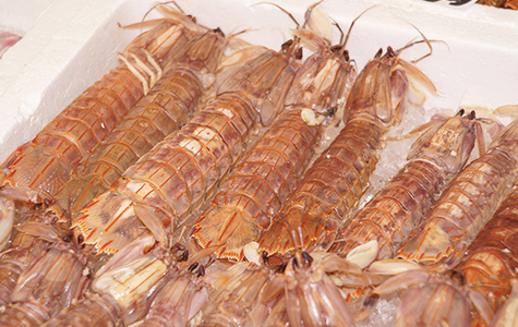 小樽産 蝦蛄殻付きメス